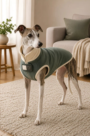 Whippet modeling a sage green fleece dog coat with a cream fleece collar in a modern Scandinavian-style home.